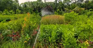 স্বরূপকাঠি এখন নার্সারির জনপদ; বদলে দিচ্ছে হাজারো জীবনের গল্প